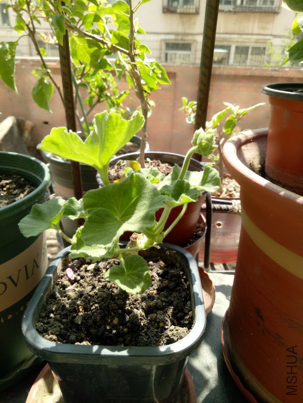 IMG20180420123838.jpg