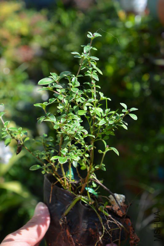 DSC_57550033.JPG