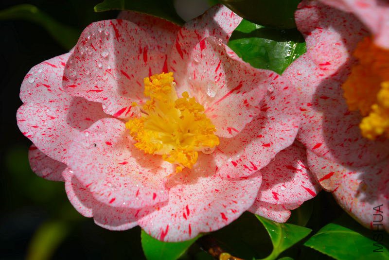 DSC_58750153.JPG