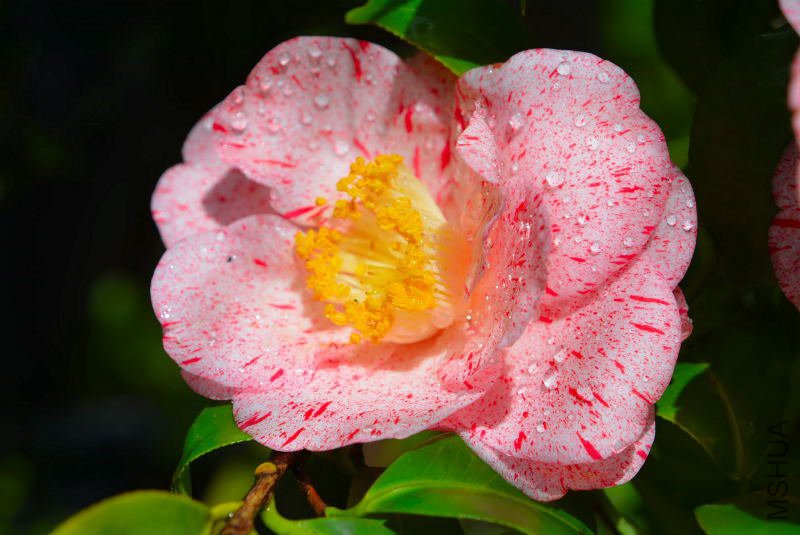 DSC_58690147.JPG