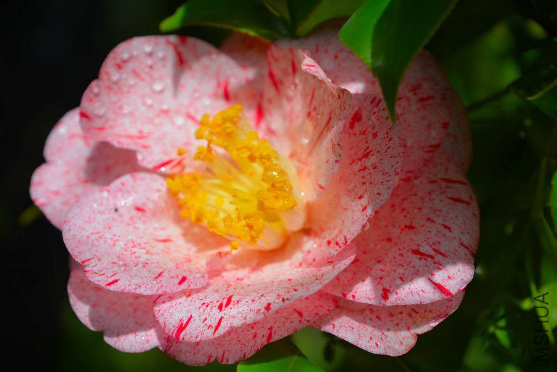 DSC_58770155.JPG