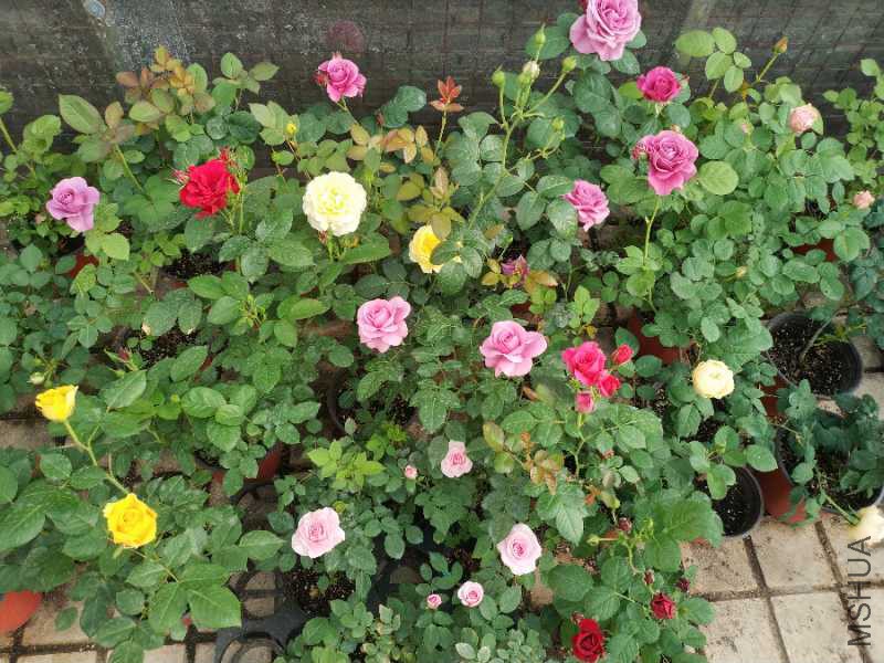 IMG_20180421_070418_1.jpg