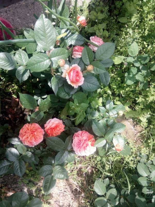 2018-04-21_10-35-06_688334_org.jpg
