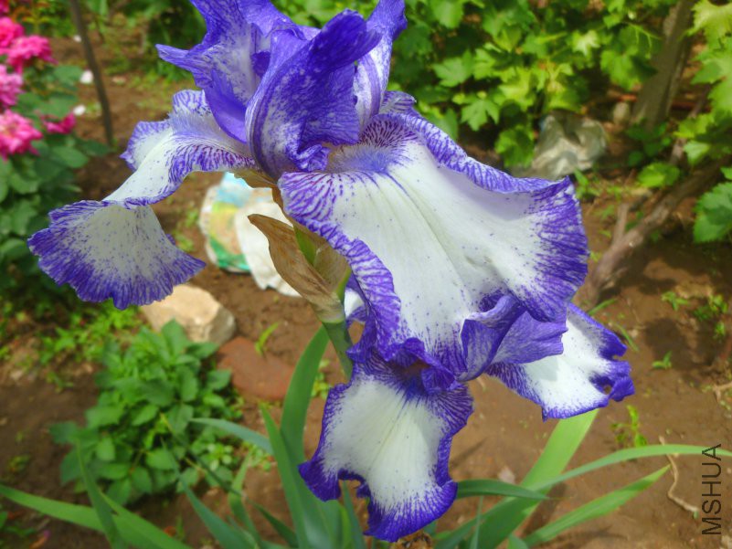 P1050564_��ͼ��.jpg