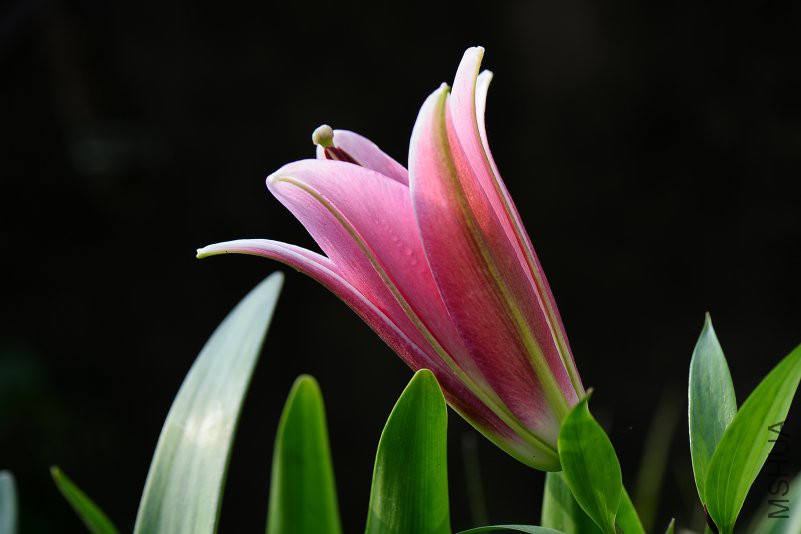 DSC_1909.JPG