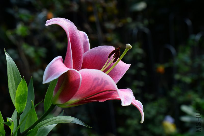 DSC_2451.JPG