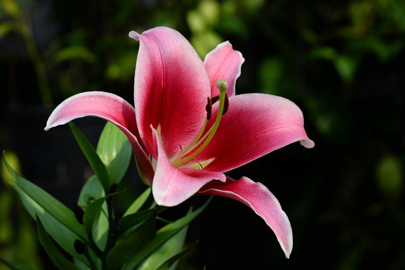 DSC_2530.JPG