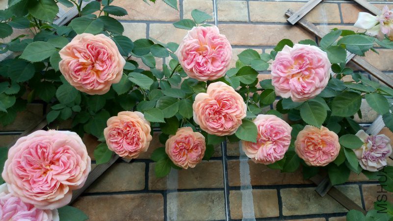 IMG_20180420_071633.jpg