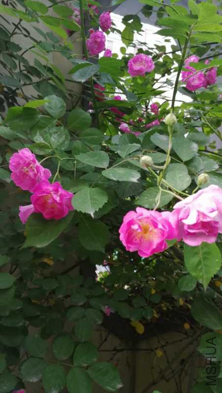 IMG_20180421_180511.jpg