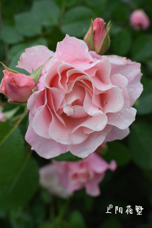 DSC_0121.jpg