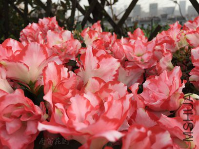 IMG_2608_����.jpg