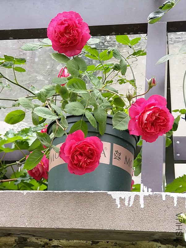 IMG_20180421_163622.jpg