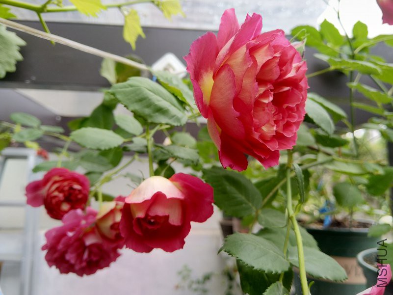 IMG_20180421_100910.jpg