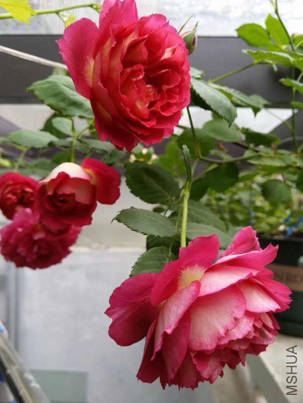 IMG_20180421_100920.jpg