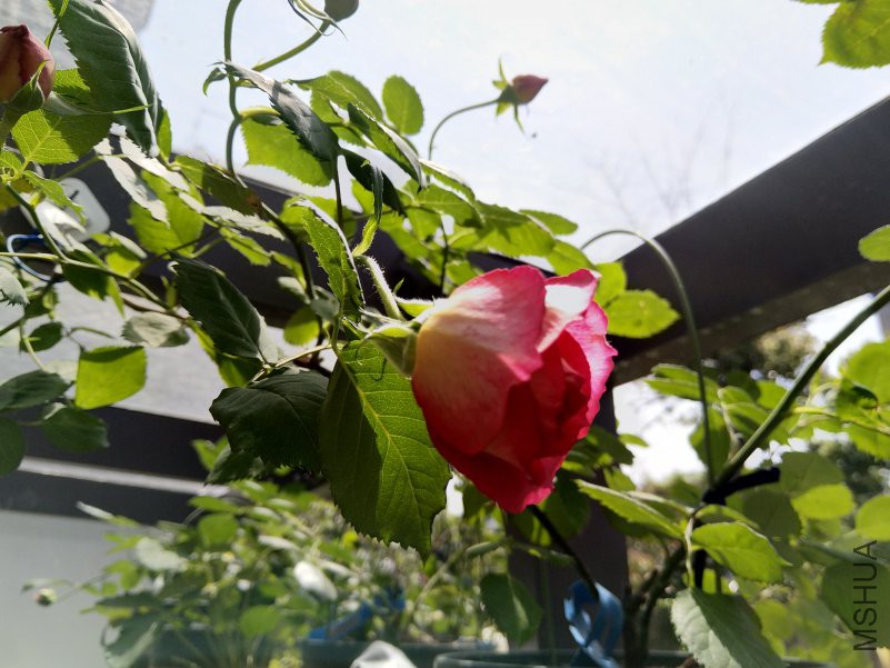 IMG_20180419_113247.jpg