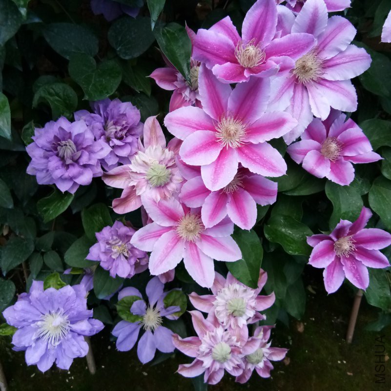 IMG_20180421_055636.jpg