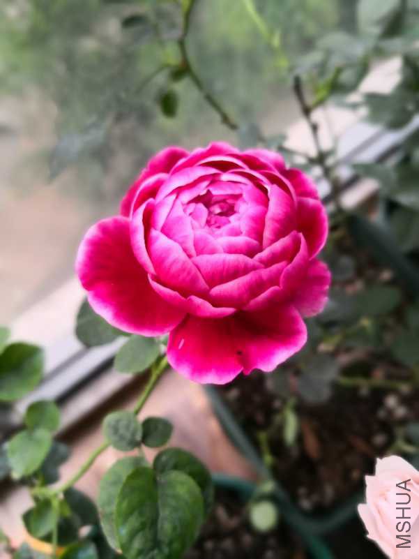IMG_20180422_063042.jpg