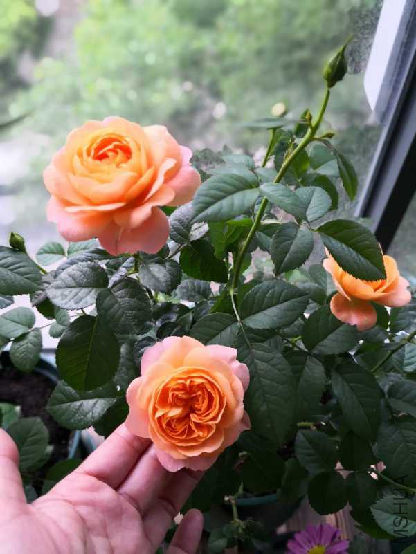 IMG_20180422_063110.jpg