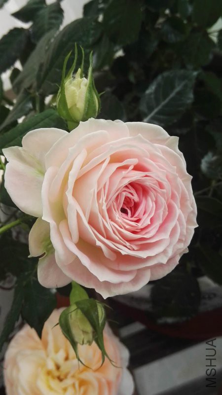 ΢��ͼƬ_20180422110606.jpg