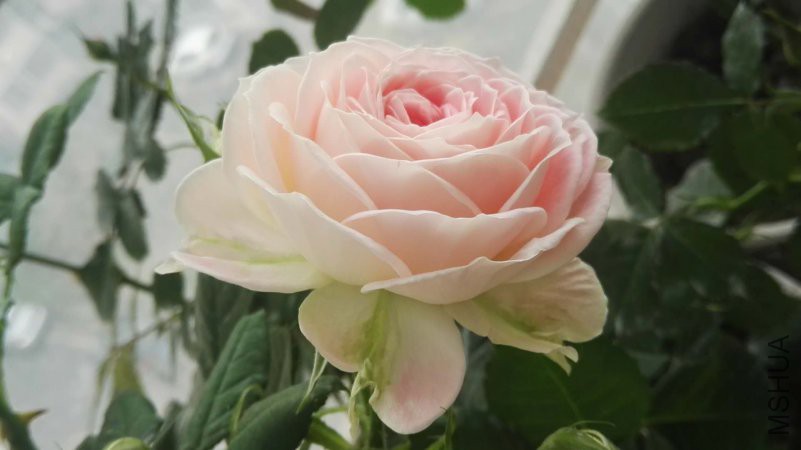 ΢��ͼƬ_20180422110616.jpg