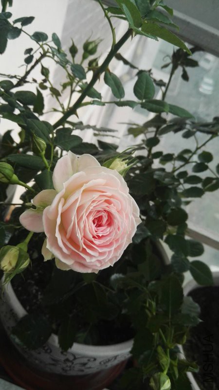 ΢��ͼƬ_20180422110635.jpg