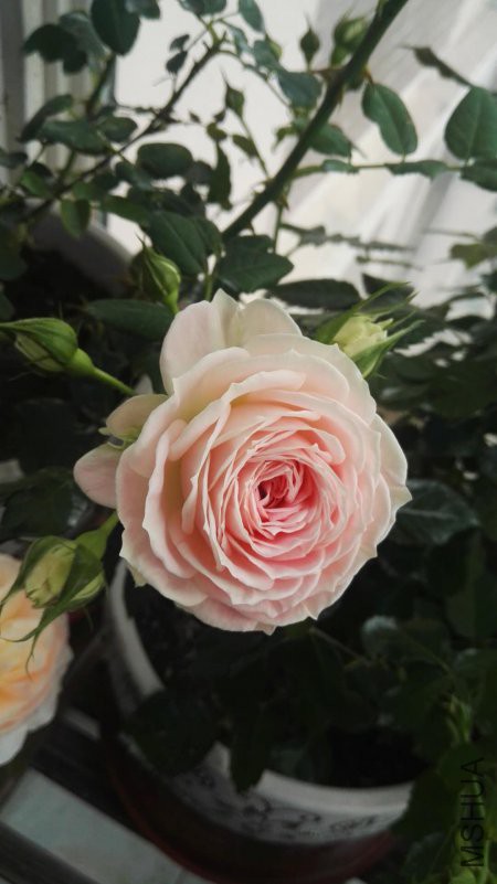 ΢��ͼƬ_20180422110639.jpg