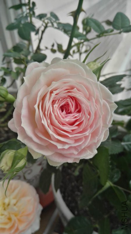 ΢��ͼƬ_20180422110649.jpg