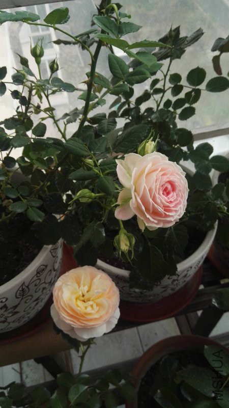 ΢��ͼƬ_20180422111427.jpg