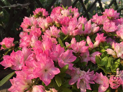 IMG_2751_����.jpg