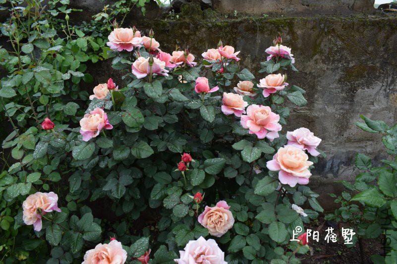 DSC_0043.jpg