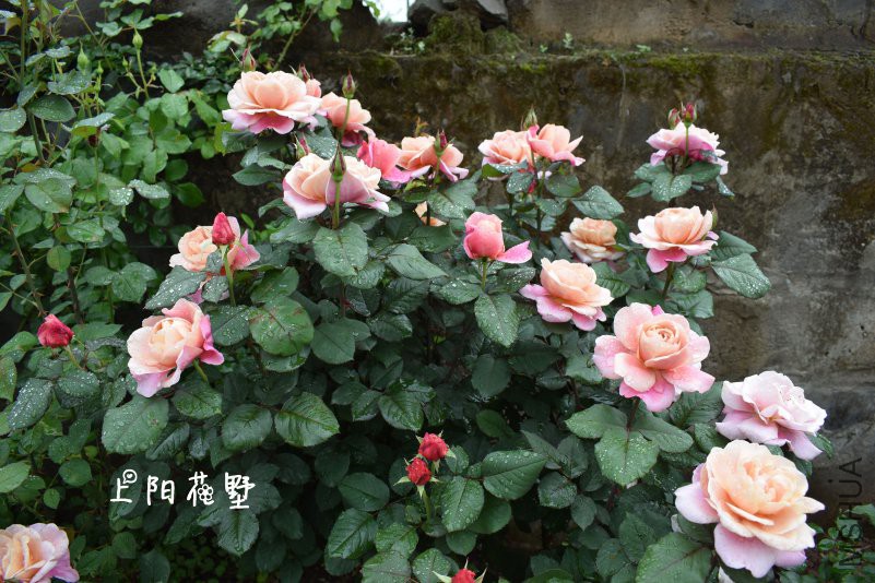 DSC_0084.jpg