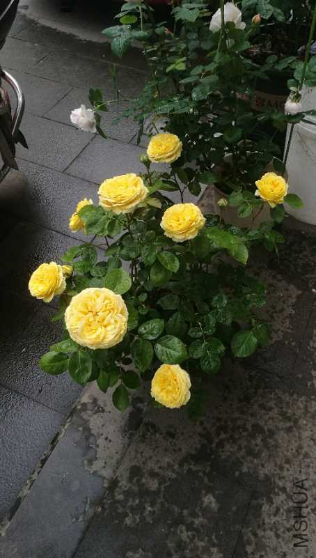 IMG_20180422_164530.jpg
