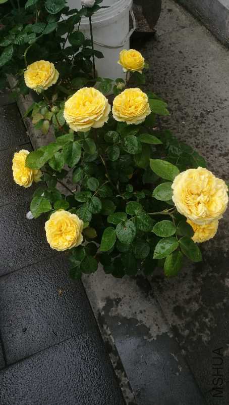IMG_20180422_164539.jpg