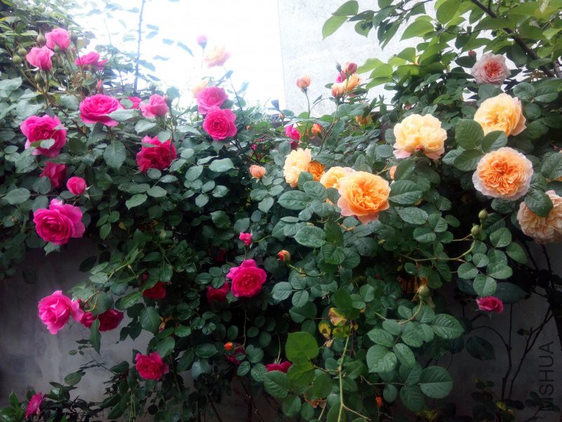 2018-04-22_08-28-53_728691_org-8.jpg