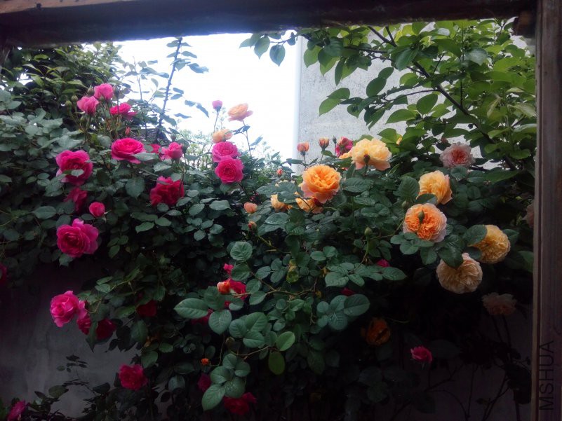 2018-04-22_08-29-35_541539_org-8.jpg