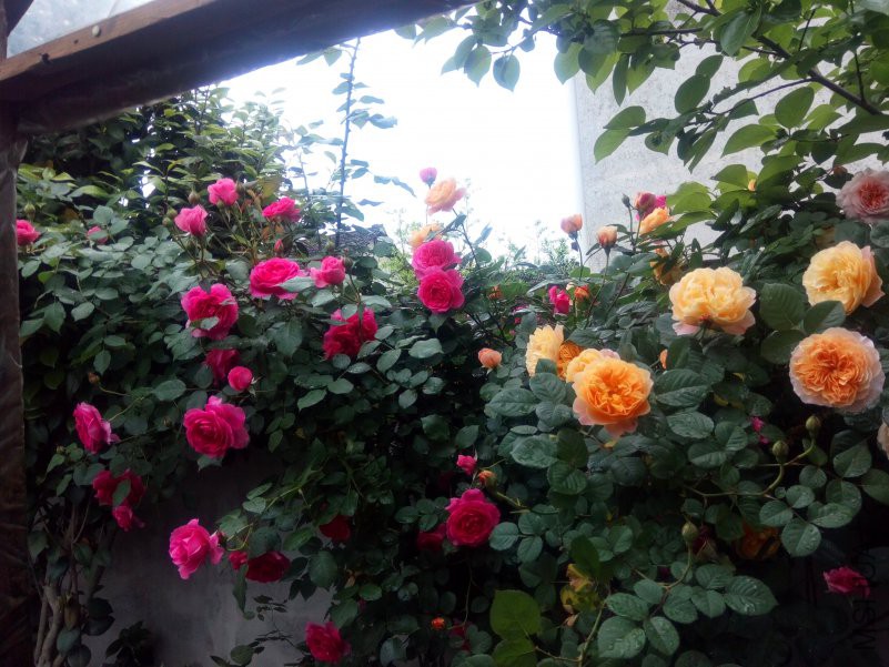 2018-04-22_08-29-54_3752_org-8.jpg