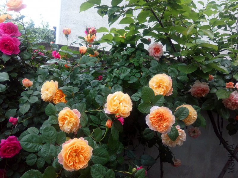 2018-04-22_08-30-08_584000_org-8.jpg