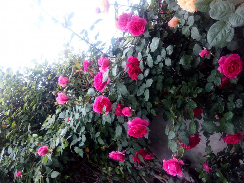2018-04-22_08-30-16_473342_org-8.jpg