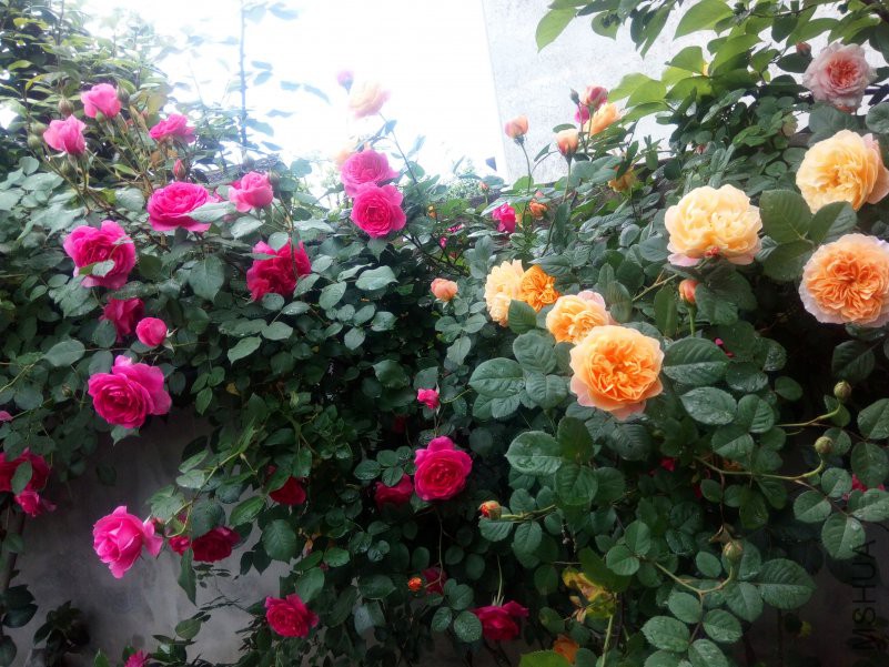 2018-04-22_08-31-05_635512_org-8.jpg