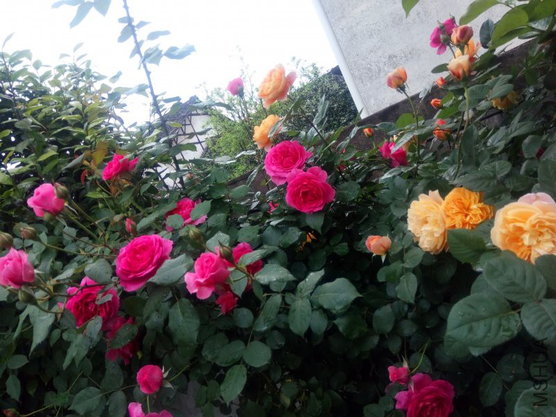 2018-04-22_08-34-17_861464_org-8.jpg