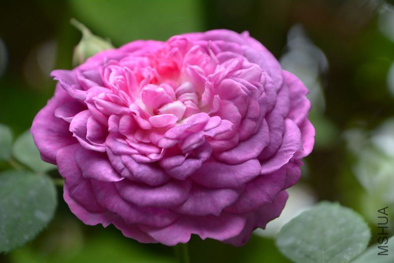 DSC_60940160.JPG