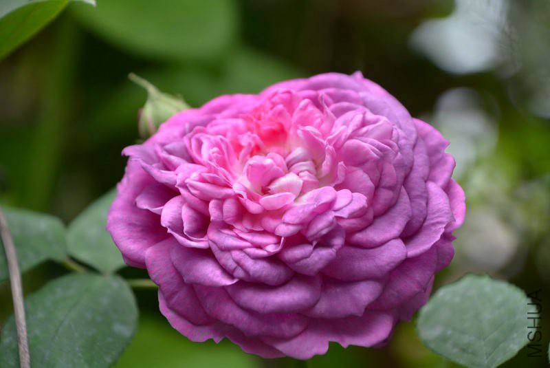 DSC_60950161.JPG
