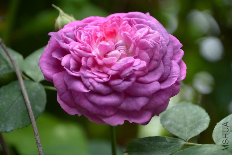 DSC_60980164.JPG