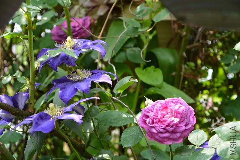 DSC_61000166.JPG