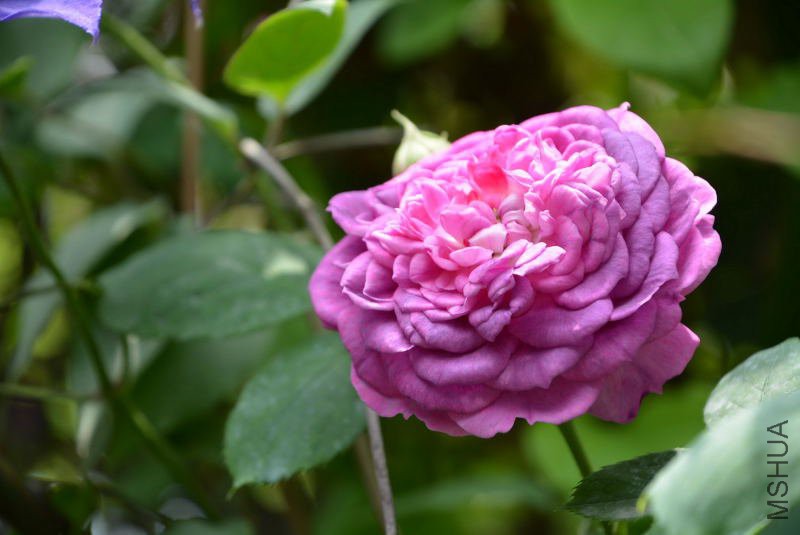 DSC_61050171.JPG