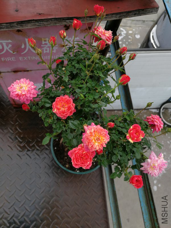 IMG_20180423_064213.jpg