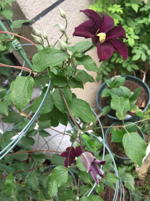 ΢��ͼƬ_20180423081121.jpg