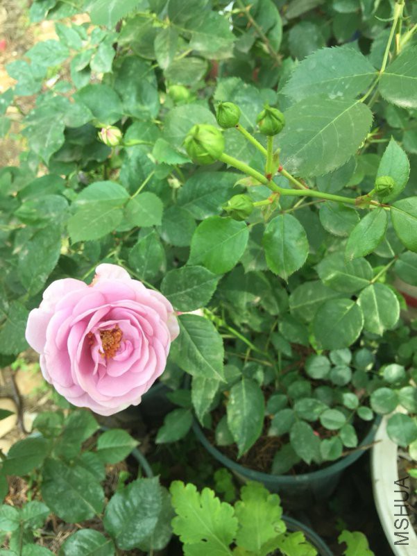 ΢��ͼƬ_20180423115328.jpg