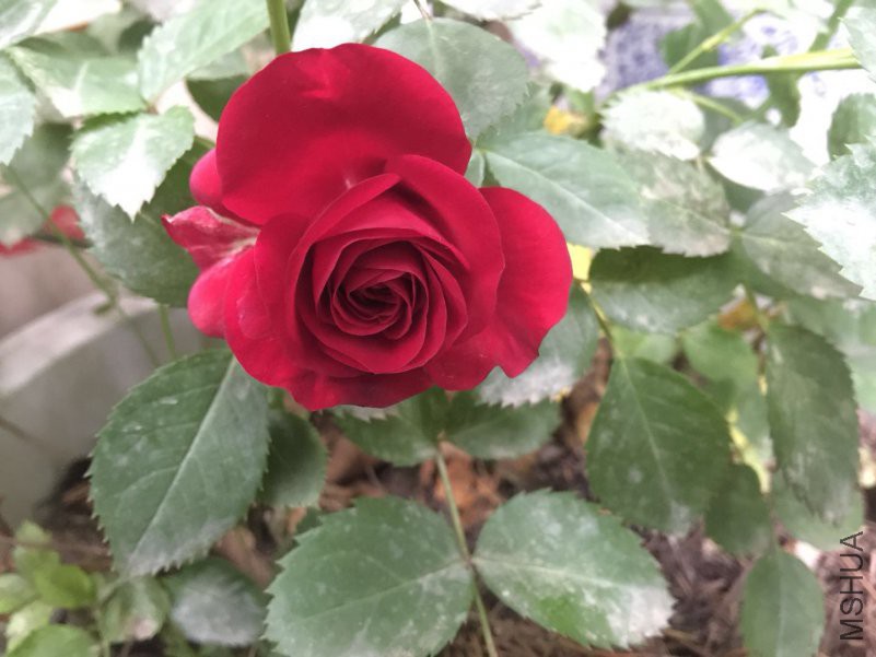 ΢��ͼƬ_20180423115406.jpg