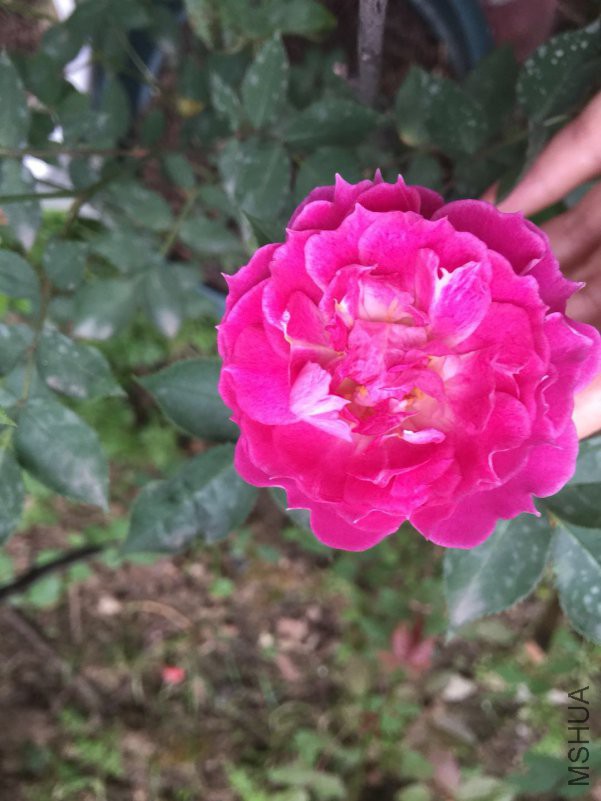 ΢��ͼƬ_20180423115425.jpg